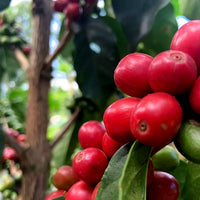 KENYA- Kirinyaga Kianderi AB /ケニア キリニャガ キアンデリ AB