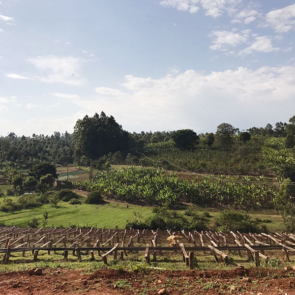 KENYA- Kirinyaga Kianderi AB /ケニア キリニャガ キアンデリ AB