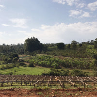 KENYA- Kirinyaga Kianderi AB /ケニア キリニャガ キアンデリ AB