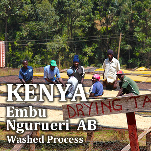 KENYA- Embu Ngurueri  AB/ケニア エンブ ングヌエリ AB