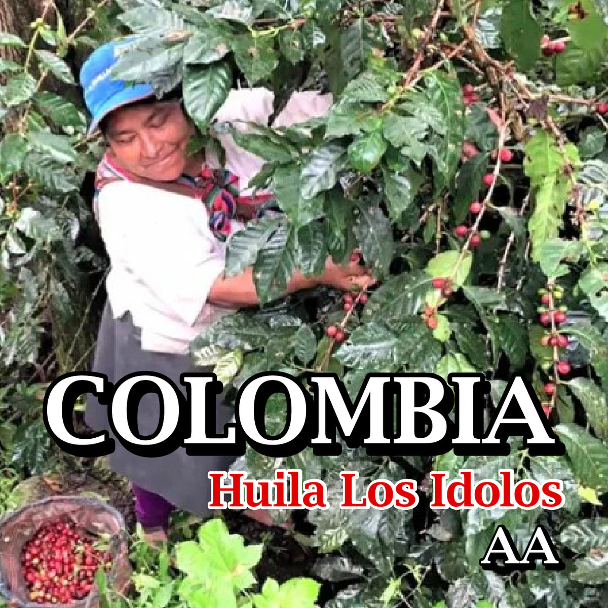 COLOMBIA-Huila Los Idolos AA/コロンビア ウィラ ロスイドロス