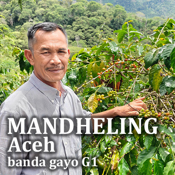 MANDHELING-Aceh banda gayo G1/マンデリン アチェ バンダガヨ G1