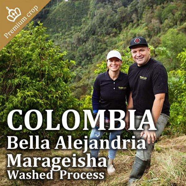 COLOMBIA- Bella Alejandria Marageisha／コロンビア ベジャ アレハンドリア マラゲシャ(ｳｫｯｼｭﾄ）