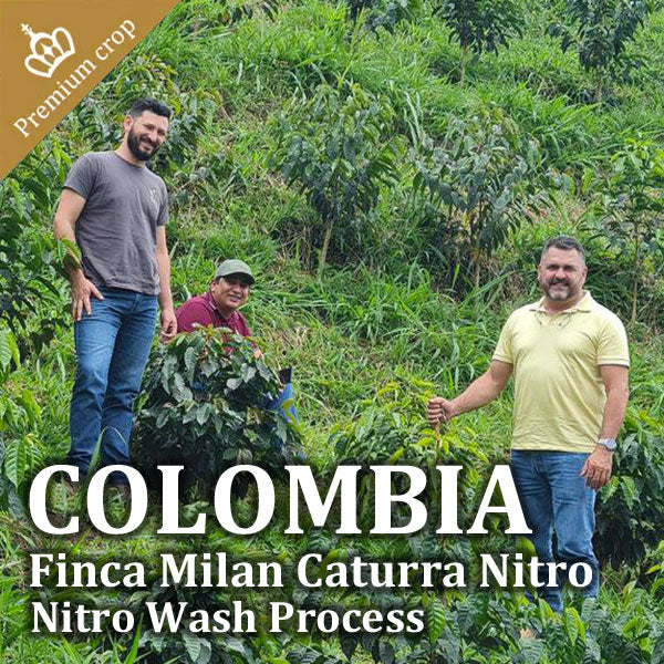COLOMBIA- Finca Milan Caturra Nitro／コロンビア フィンカ ミラン カトゥーラ ナイトロ(ｳｫｯｼｭﾄ）