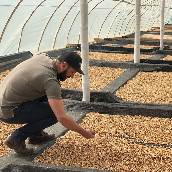 COLOMBIA- Finca Milan Caturra Nitro／コロンビア フィンカ ミラン カトゥーラ ナイトロ(ｳｫｯｼｭﾄ）