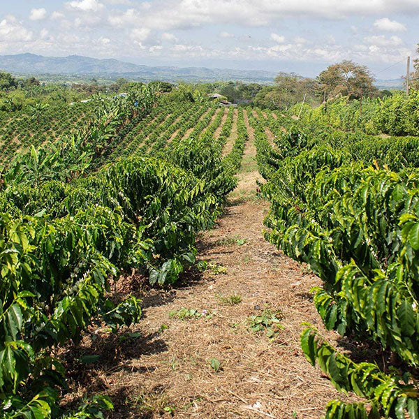 COLOMBIA- Finca Milan Caturra Nitro／コロンビア フィンカ ミラン カトゥーラ ナイトロ(ｳｫｯｼｭﾄ）