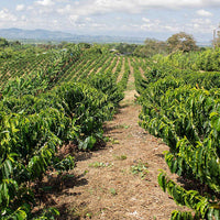 COLOMBIA- Finca Milan Caturra Nitro／コロンビア フィンカ ミラン カトゥーラ ナイトロ(ｳｫｯｼｭﾄ）