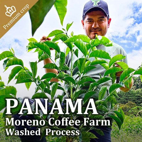 【SALE】PANAMA - Moreno Coffee Farm Catigua Washed／パナマ - モレノ・コーヒー・ファーム カティグア(ｳｫｯｼｭﾄ）