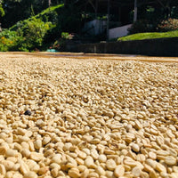【SALE】PANAMA - Moreno Coffee Farm Catigua Washed／パナマ - モレノ・コーヒー・ファーム カティグア(ｳｫｯｼｭﾄ）