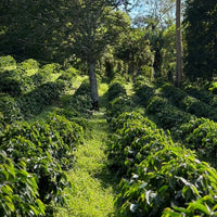 【SALE】PANAMA - Moreno Coffee Farm Catigua Washed／パナマ - モレノ・コーヒー・ファーム カティグア(ｳｫｯｼｭﾄ）