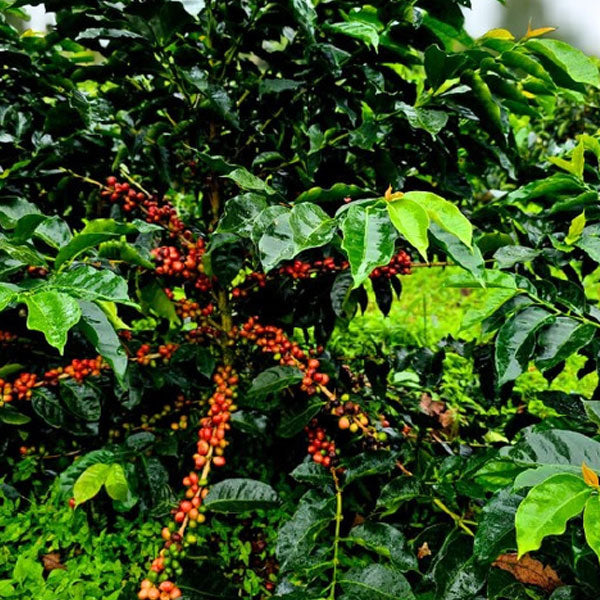 【SALE】PANAMA - Moreno Coffee Farm Catigua Washed／パナマ - モレノ・コーヒー・ファーム カティグア(ｳｫｯｼｭﾄ）