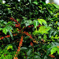 【SALE】PANAMA - Moreno Coffee Farm Catigua Washed／パナマ - モレノ・コーヒー・ファーム カティグア(ｳｫｯｼｭﾄ）