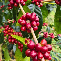 【SALE】PANAMA - Moreno Coffee Farm Catigua Washed／パナマ - モレノ・コーヒー・ファーム カティグア(ｳｫｯｼｭﾄ）