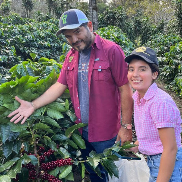 【SALE】PANAMA - Moreno Coffee Farm Catigua Washed／パナマ - モレノ・コーヒー・ファーム カティグア(ｳｫｯｼｭﾄ）