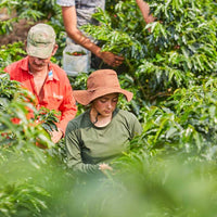 COLOMBIA- POTOSI Farm Sidra／コロンビア ポトシ農園 シドラ(ｳｫｯｼｭﾄﾞ）