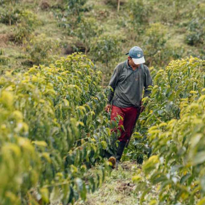 COLOMBIA- POTOSI Farm Sidra／コロンビア ポトシ農園 シドラ(ｳｫｯｼｭﾄﾞ）