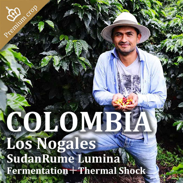 COLOMBIA- Los Nogales SudanRume Lumina／コロンビア ロスノガレス スーダンルメ ルミナ(ﾌｧｰﾒﾝﾃｲｼｮﾝ+ｻｰﾏﾙｼｮｯｸ）