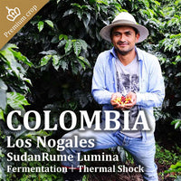COLOMBIA- Los Nogales SudanRume Lumina／コロンビア ロスノガレス スーダンルメ ルミナ(ﾌｧｰﾒﾝﾃｲｼｮﾝ+ｻｰﾏﾙｼｮｯｸ）